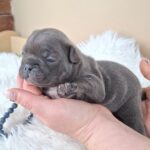 Zeno-male-french-bulldog-puppy-for-sale-1 (1)