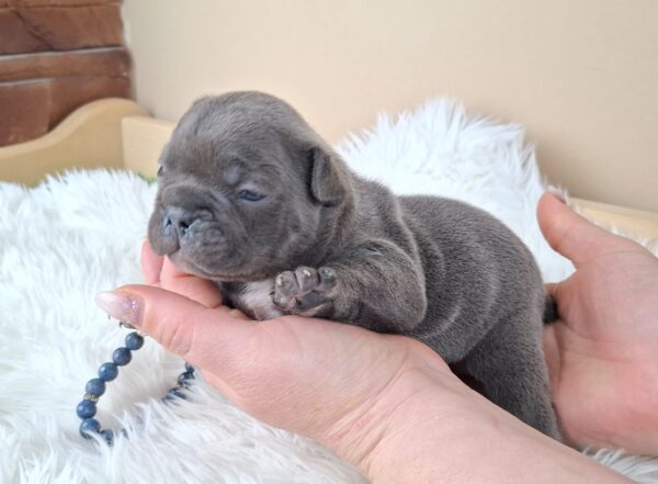 Zeno French Bulldog Zeno French Bulldog