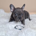Zeno-male-french-bulldog-puppy-for-sale- (1)