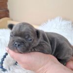 Zeno-male-french-bulldog-puppy-for-sale-1 (3)