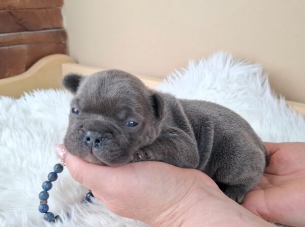 Zeno French Bulldog Zeno French Bulldog