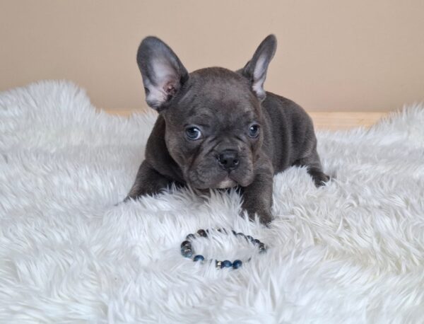 Zeno French Bulldog Zeno French Bulldog