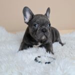 Zeno-male-french-bulldog-puppy-for-sale- (2)