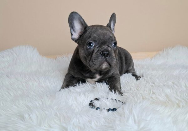 Zeno French Bulldog Zeno French Bulldog