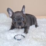 Zeno-male-french-bulldog-puppy-for-sale- (3)