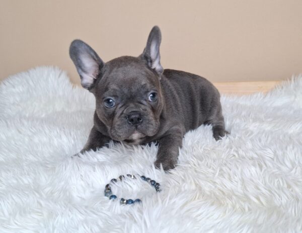 Zeno French Bulldog Zeno French Bulldog