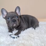 Zeno-male-french-bulldog-puppy-for-sale- (4)