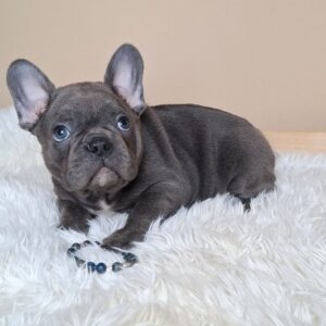 Zeno French Bulldog Zeno French Bulldog