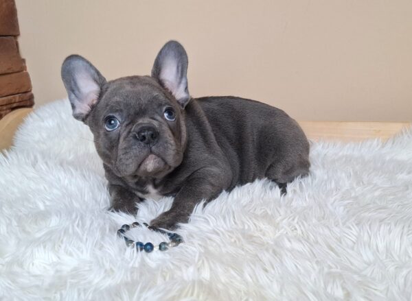 Zeno French Bulldog Zeno French Bulldog