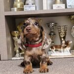 Zeno-male-miniature-dachshund-puppy-for-sale-1 (1)