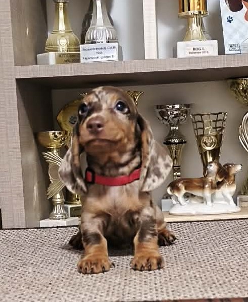 Zeno Miniature Dachshund Zeno Miniature Dachshund