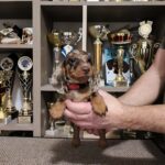 Zeno-male-miniature-dachshund-puppy-for-sale-1 (2)