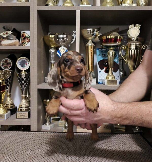 Zeno Miniature Dachshund Zeno Miniature Dachshund