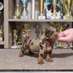 Zeno-male-miniature-dachshund-puppy-for-sale-1 (3)