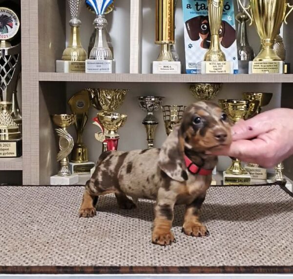 Zeno Miniature Dachshund Zeno Miniature Dachshund