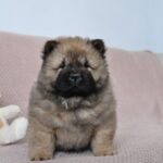 Zhangir-male-chow-chow-puppy-for-sale-1 (1)