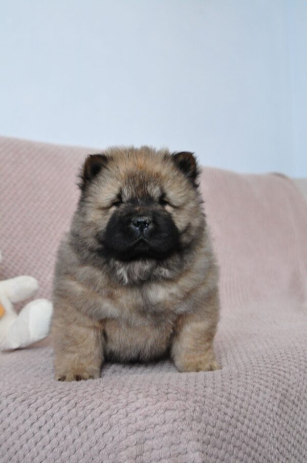 Zhangir Chow-Chow Zhangir Chow-Chow