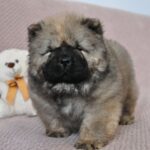 Zhangir-male-chow-chow-puppy-for-sale-1 (2)