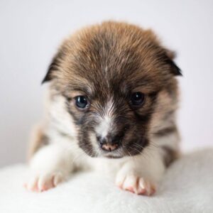 Zilli Welsh Corgi Zilli Welsh Corgi