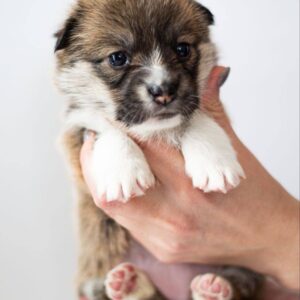 Zilli Welsh Corgi Zilli Welsh Corgi