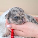 Ziva-female-french-bulldog-puppy-for-sale-1 (1)