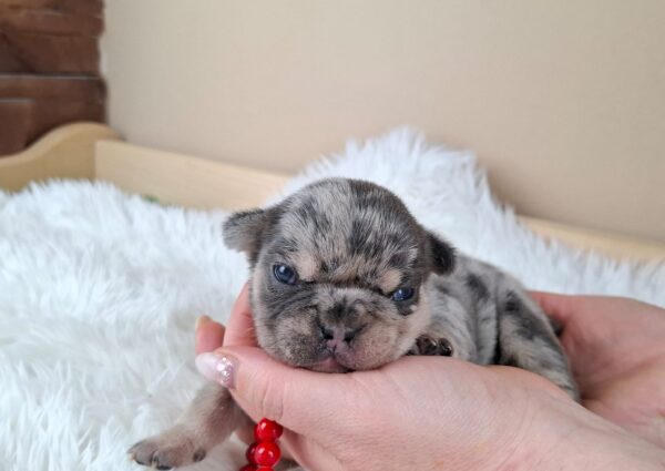 Ziva French Bulldog Ziva French Bulldog