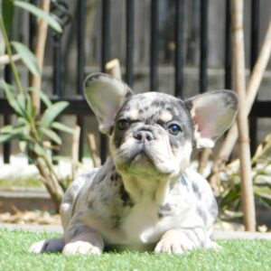 Ziva French Bulldog Ziva French Bulldog