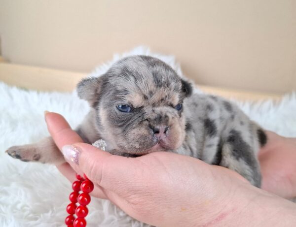 Ziva French Bulldog Ziva French Bulldog