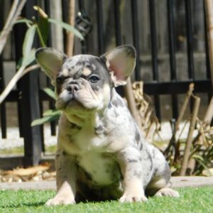 Ziva French Bulldog Ziva French Bulldog