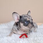 Ziva-male-french-bulldog-puppy-for-sale- (4)