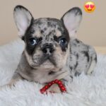 Ziva-male-french-bulldog-puppy-for-sale- (5)