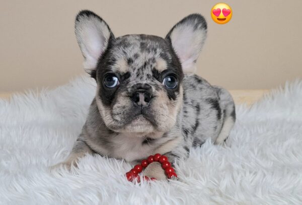 Ziva French Bulldog Ziva French Bulldog