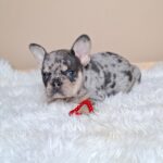 Ziva-male-french-bulldog-puppy-for-sale- (6)