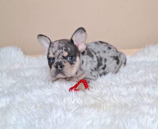 Ziva French Bulldog Ziva French Bulldog