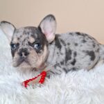 Ziva-male-french-bulldog-puppy-for-sale- (7)