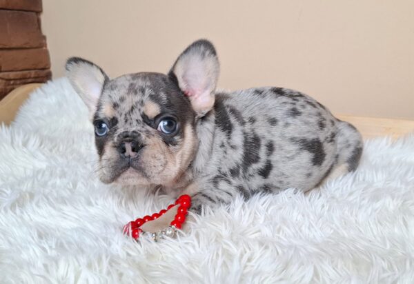 Ziva French Bulldog Ziva French Bulldog