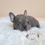 Zoe-female-french-bulldog-puppy-for-sale- (1)