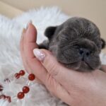 Zoe-female-french-bulldog-puppy-for-sale-1 (3)