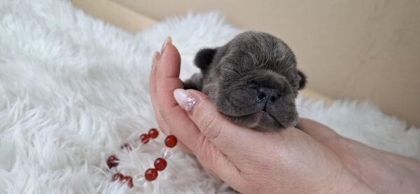 Zoe French Bulldog Zoe French Bulldog