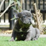 Zoe-female-french-bulldog-puppy-for-sale- (1)