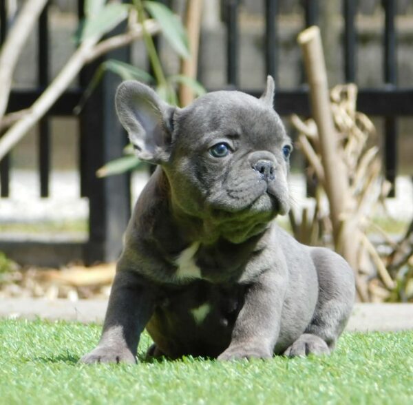 Zoe French Bulldog Zoe French Bulldog