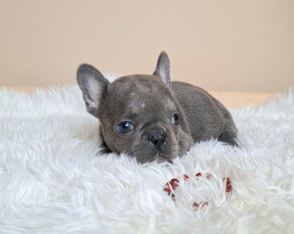 Zoe French Bulldog Zoe French Bulldog