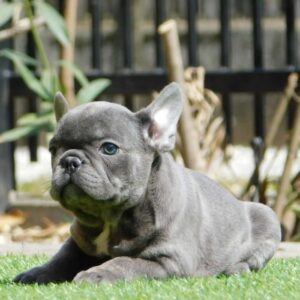Zoe French Bulldog Zoe French Bulldog