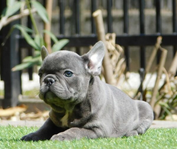 Zoe French Bulldog Zoe French Bulldog