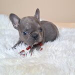 Zoe-female-french-bulldog-puppy-for-sale- (2)