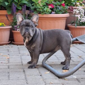 Zoe French Bulldog Zoe French Bulldog