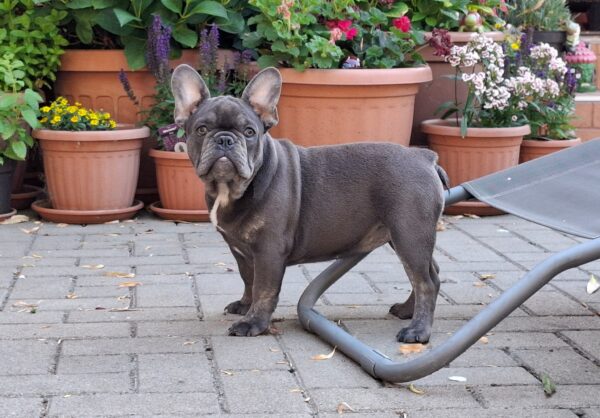 Zoe French Bulldog Dog and Puppy Hygiene