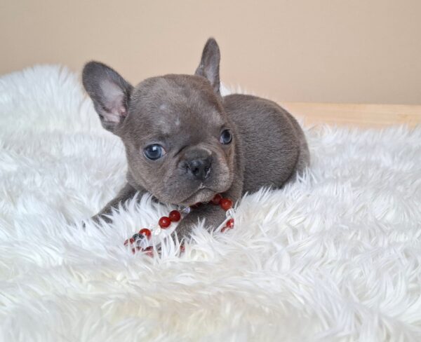 Zoe French Bulldog Zoe French Bulldog