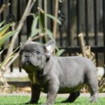 Zoe-female-french-bulldog-puppy-for-sale- (3)