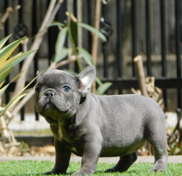 Zoe French Bulldog Zoe French Bulldog